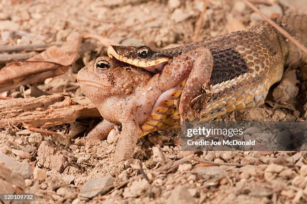 eastern hognose snake, heterodon platyrhinos. eastern usa. eating/swallowing an american toad, bufo americanus. controlled situation. - hognose snake fotografías e imágenes de stock