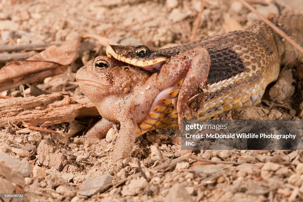 Eastern Hognose Snake, Heterodon platyrhinos. Eastern USA. Eating/swallowing an American Toad, Bufo americanus. Controlled situation.