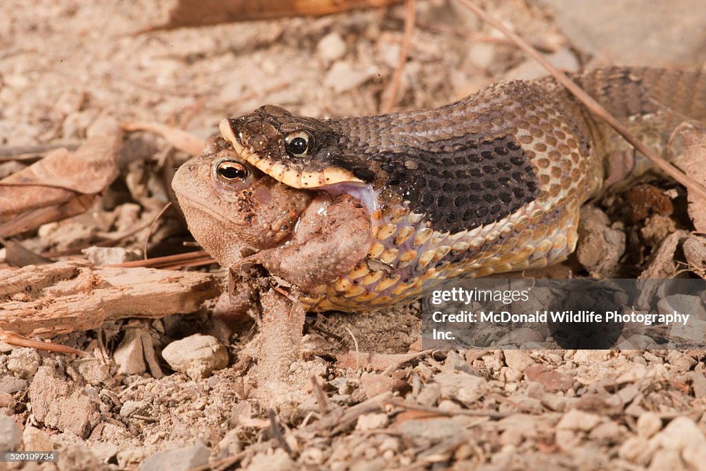 Eastern Hognose Snake, Heterodon platyrhinos. Eastern USA. Eating/swallowing an American Toad, Bufo americanus. Controlled situation.