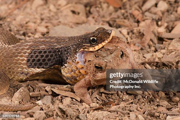 eastern hognose snake, heterodon platyrhinos. eastern usa. eating/swallowing an american toad, bufo americanus. controlled situation. - hognose snake fotografías e imágenes de stock