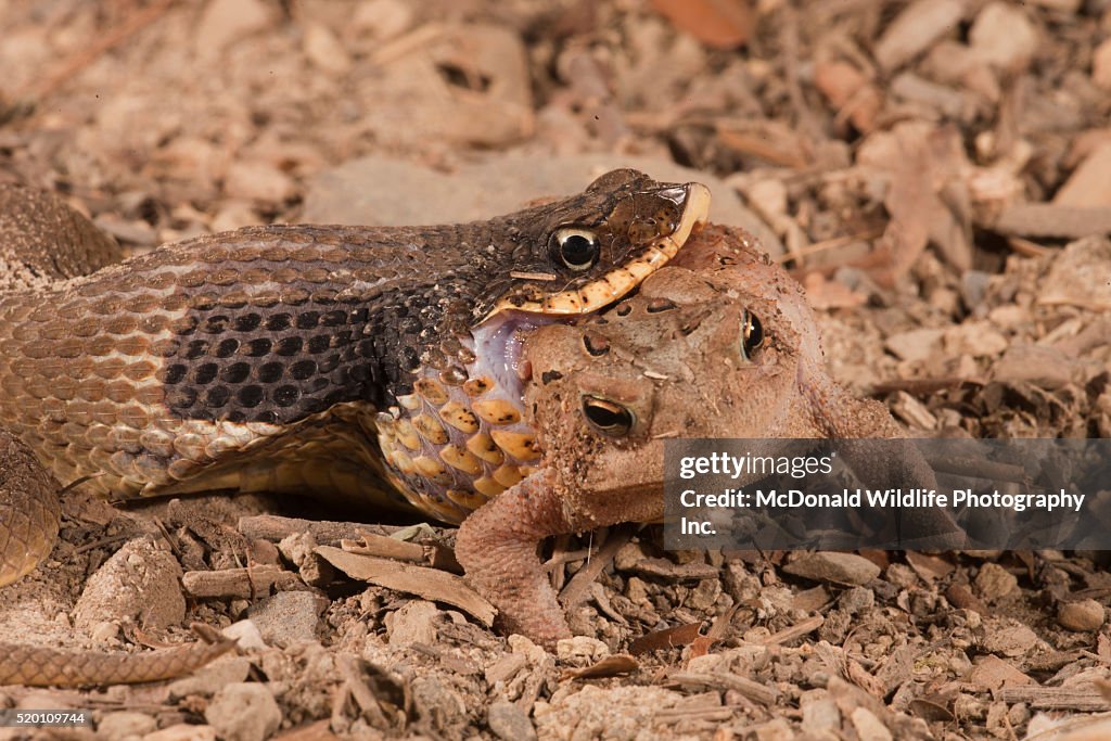 Eastern Hognose Snake, Heterodon platyrhinos. Eastern USA. Eating/swallowing an American Toad, Bufo americanus. Controlled situation.