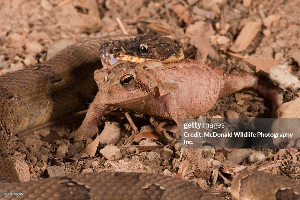 Eastern Hognose Snake, Heterodon platyrhinos. Eastern USA. Eating/swallowing an American Toad, Bufo americanus. Controlled situation.