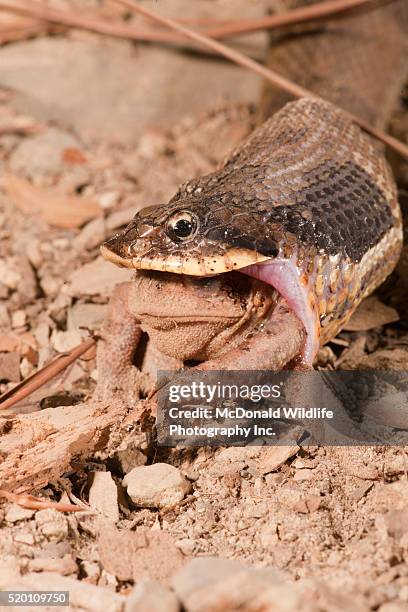 eastern hognose snake, heterodon platyrhinos. eastern usa. eating/swallowing an american toad, bufo americanus. controlled situation. - hognose snake stock-fotos und bilder