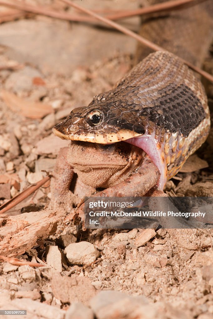 Eastern Hognose Snake, Heterodon platyrhinos. Eastern USA. Eating/swallowing an American Toad, Bufo americanus. Controlled situation.