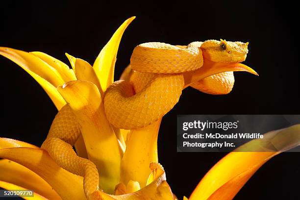 eyelash viper, bothrechis schlegeli, native to southern mexico south thru central america, controlled situation - camouflage stock pictures, royalty-free photos & images