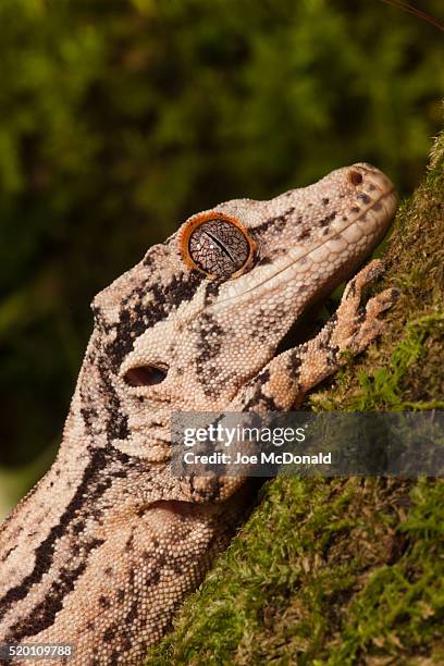 gargoyle gecko, rhacodactylus auriculatus, native to new caledonia, climbing moss covered tree in controlled situation in central pa, usa - rhacodactylus stock pictures, royalty-free photos & images