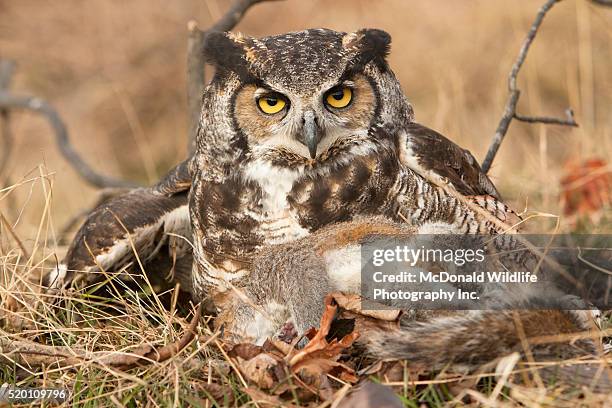 great horned owl, bubo virginianus, pa usa. captive - controlled conditions. sitting on a dead gray squirrel, an occasional prey item. - horned owl stock pictures, royalty-free photos & images