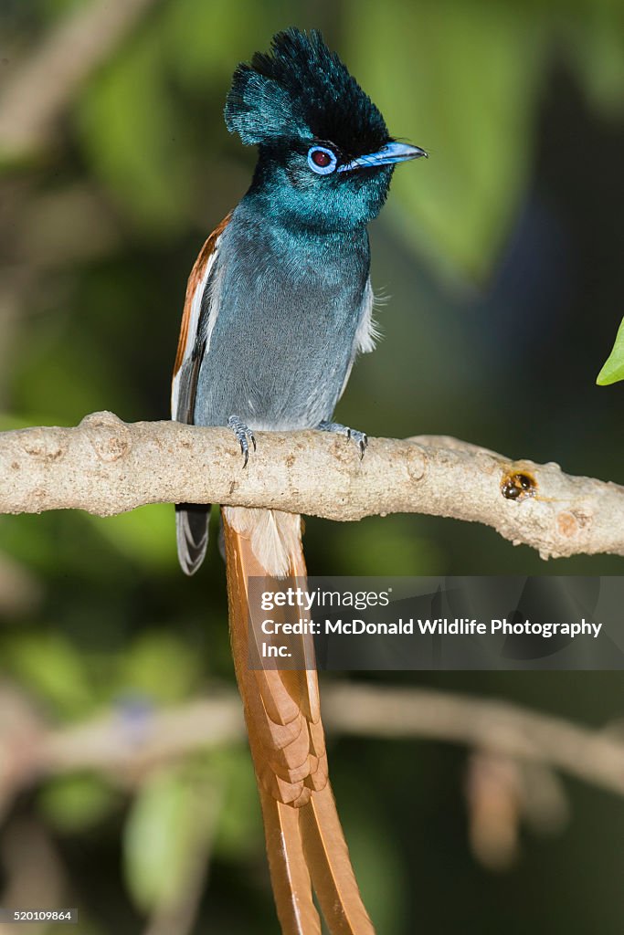 Paradise Flycatcher, Terpsiphone viridis, Africa