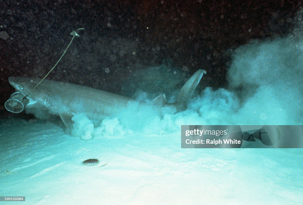 Sixgill Shark Swimming with Bait