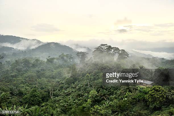 virgin forest in north kivu - rainforest stock-fotos und bilder
