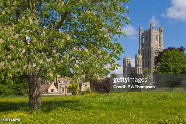 ely cathedral - ely stock pictures, royalty-free photos & images