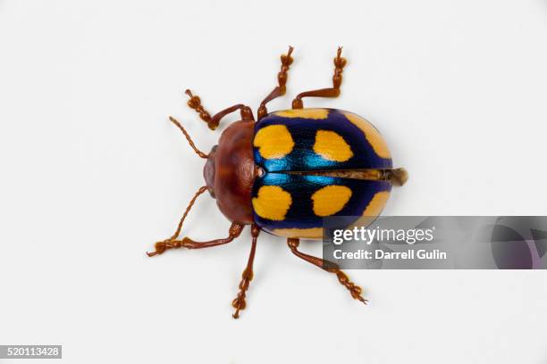 long horned beetle diastocera wallichi - insect stockfoto's en -beelden