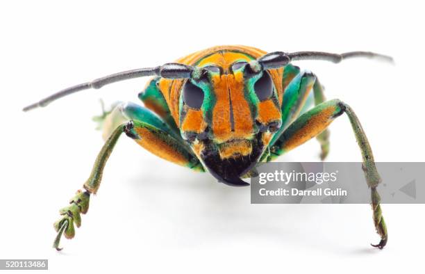 14 Sternotomis Stock Photos, High-Res Pictures, and Images - Getty