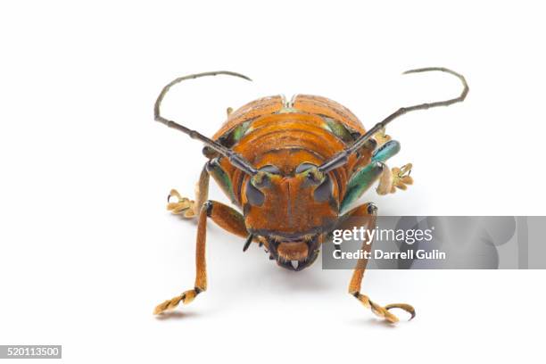 14 Sternotomis Stock Photos, High-Res Pictures, and Images - Getty