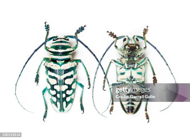 14 Sternotomis Stock Photos, High-Res Pictures, and Images - Getty