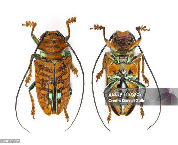標本 Sternotomis mathildae 26mm 28mm 14 Sternotomis Stock Photos, High-Res Pictures, and Images - Getty