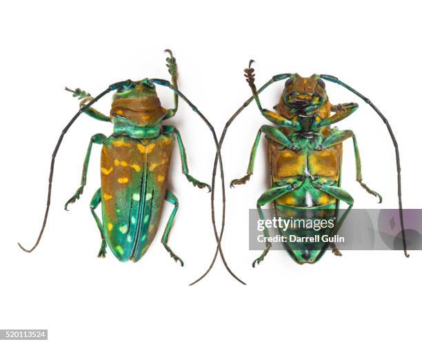 14 Sternotomis Stock Photos, High-Res Pictures, and Images - Getty
