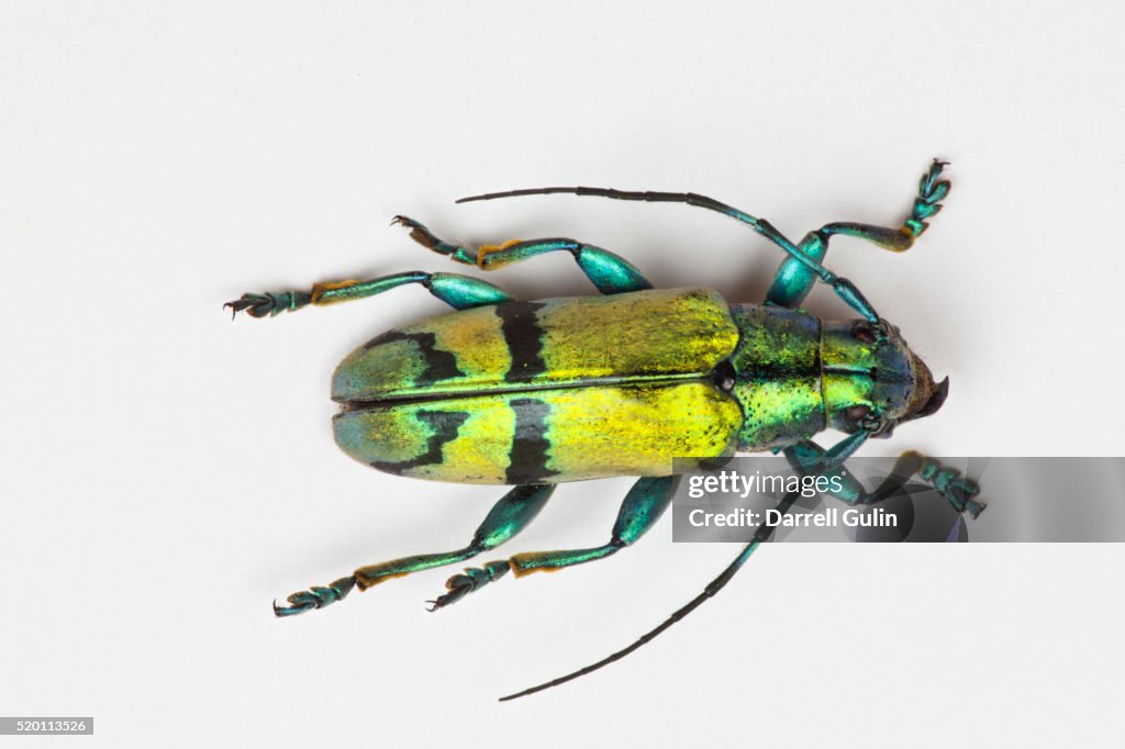 Colorful beetle Tmesisternus ssp - Sorong