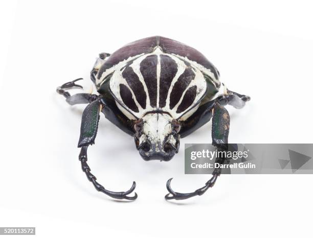 35 Goliathus Stock Photos and High-Res Images - Getty Images
