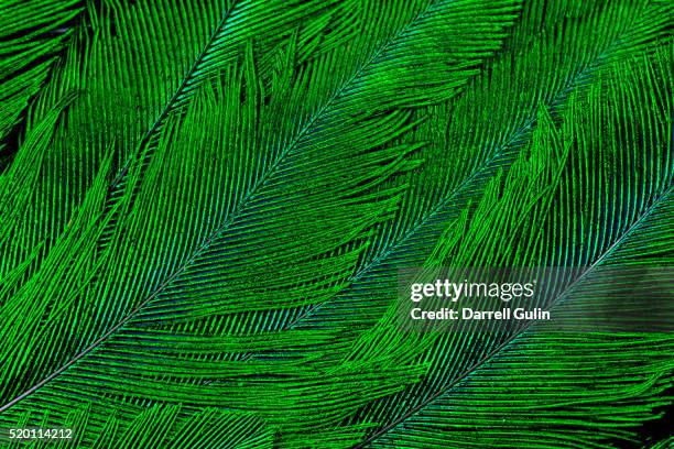 resplendent quetzal green tail feathers in layered feather design from costa rica - quetzal stock pictures, royalty-free photos & images