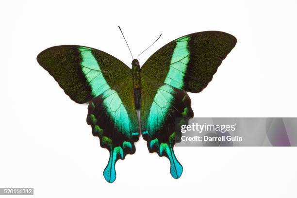 peacock swallowtailed butterfly papilio blumei study against white background - peacock butterfly stock pictures, royalty-free photos & images
