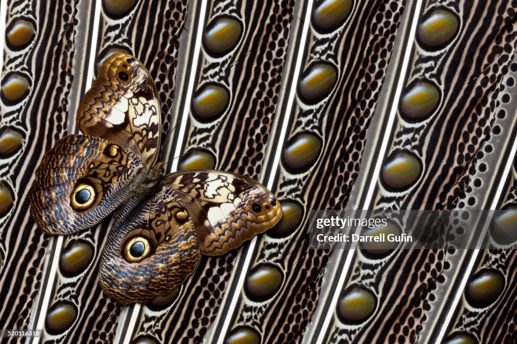 Owl Butterfly, Caligo from South American on Spotted Wing Feather of Argus Phesant