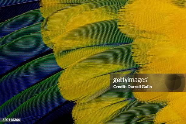 fanned out wing feathers in blue, green and yellow of sun conure - sun conure stock pictures, royalty-free photos & images