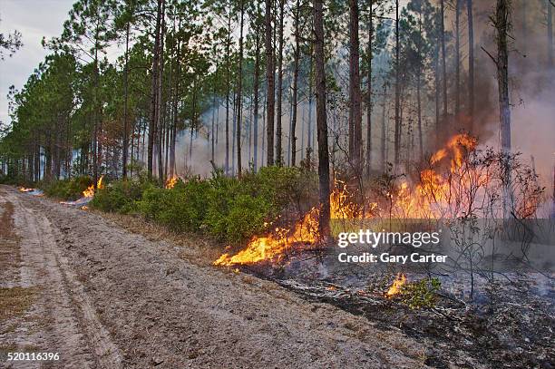 control forest burn - controlled fire stockfoto's en -beelden