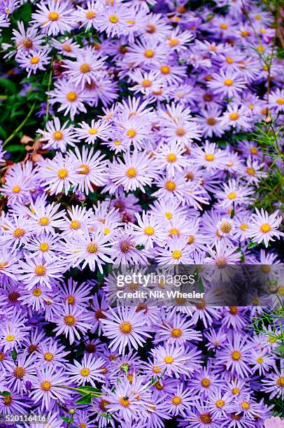 Mauve colored asters bloom in the Kubota Japanese Gardens in Seattle Washington