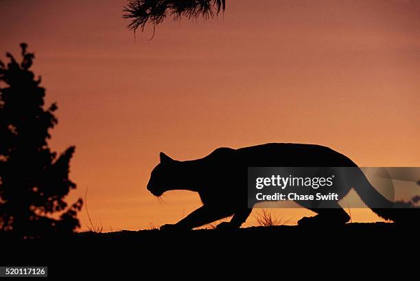 silhouetted mountain lion stalking prey - pumas photos et images de collection