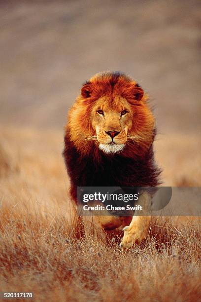 lion running on savanna - leeuw grote kat stockfoto's en -beelden