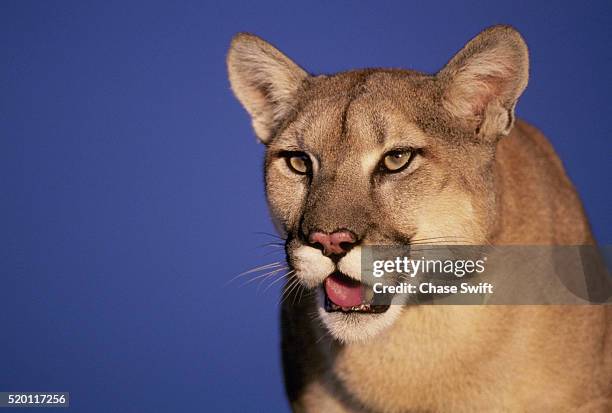 mountain lion - puma felino selvatico foto e immagini stock