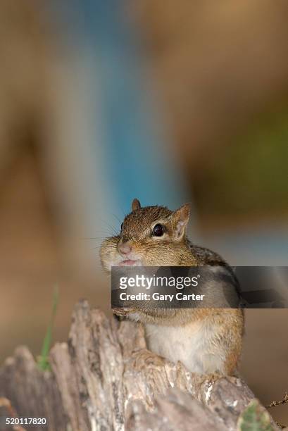chipmunk with bulging cheeks - chipmunk stock pictures, royalty-free photos & images