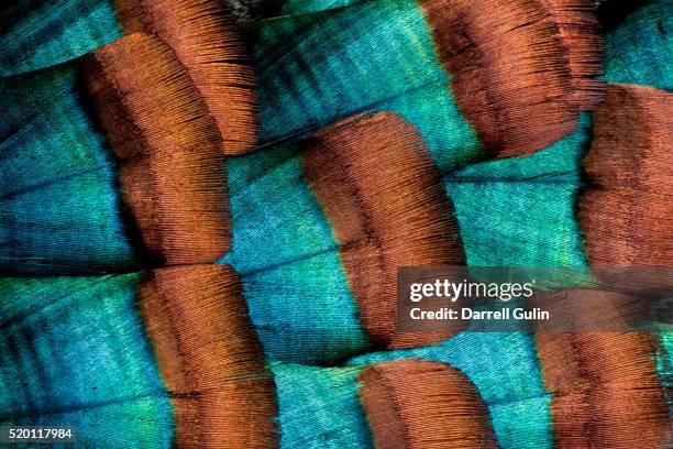 oscellated tujrkey feather pattern blues and golden tans - turkey feathers stock pictures, royalty-free photos & images