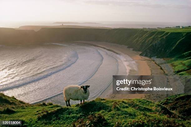 ireland - sheep ireland stock pictures, royalty-free photos & images