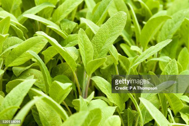 sage - sage stock pictures, royalty-free photos & images