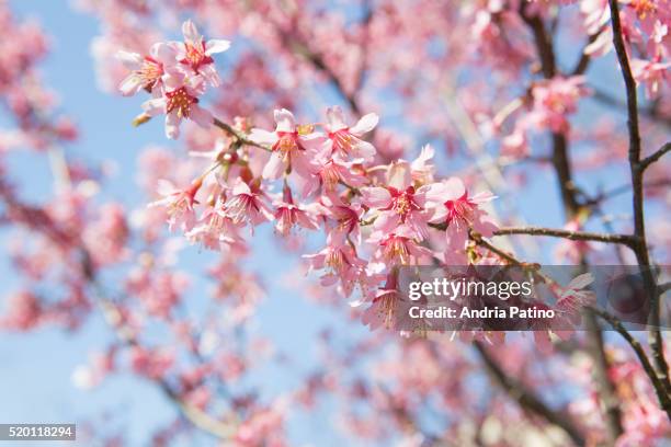 japanese cherry blossoms - rebirth stockfoto's en -beelden