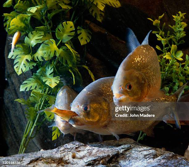 piranha fish feeding - cypriniforme photos et images de collection