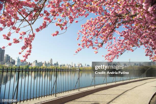 cherry blossoms and nyc skyline from central park - central park manhattan stock pictures, royalty-free photos & images