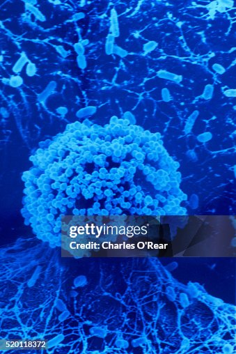 Staphylococcus Aureus Bacteria Under Electron Microscope Staphylococcus Aureus Bacteria Under Electron Microscope