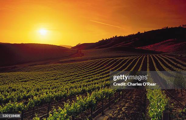 vineyards at sunset - viñedo fotografías e imágenes de stock