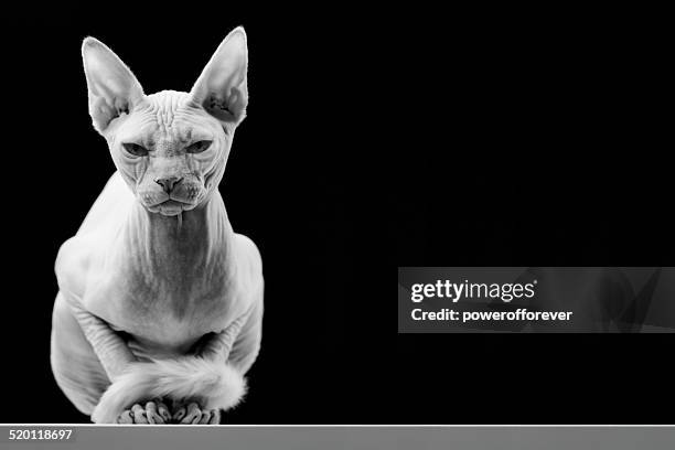 canadian sphinx hairless cat - sphynx hairless cat stock pictures, royalty-free photos & images