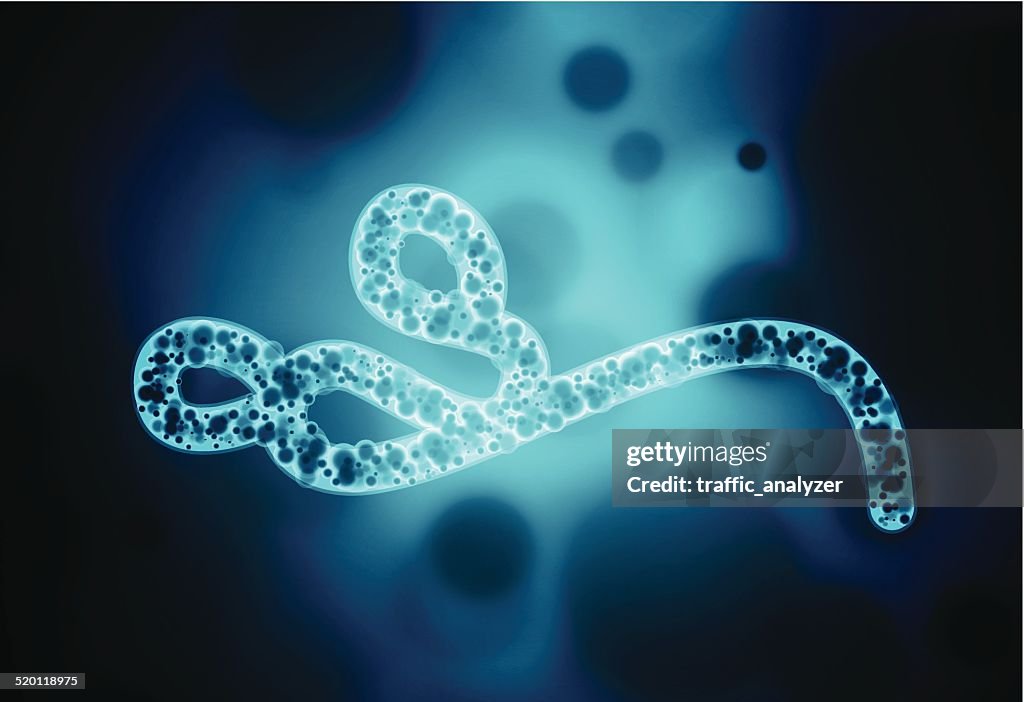 Ebola virus