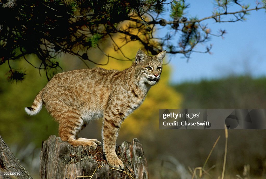 Bobcats