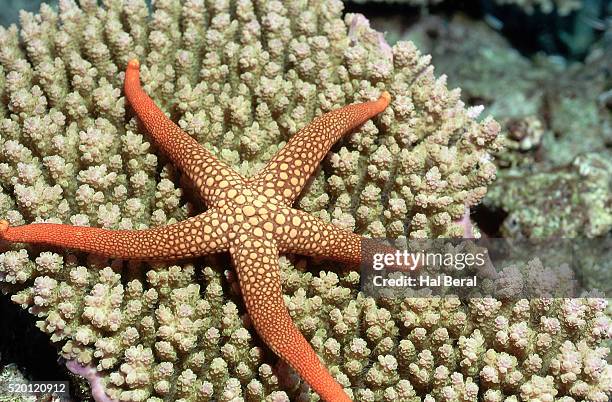 sea star in the solomon islands - starfish stock pictures, royalty-free photos & images