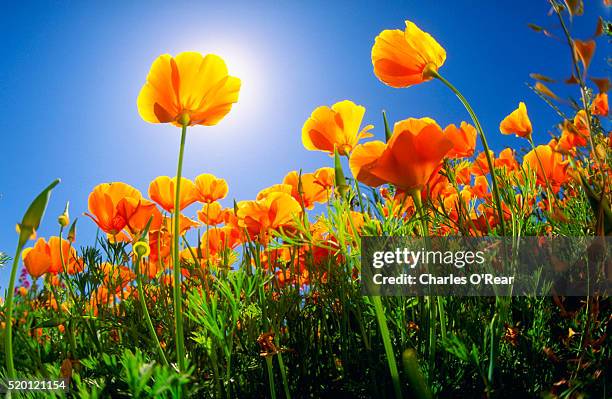 california poppies - california poppy stock pictures, royalty-free photos & images