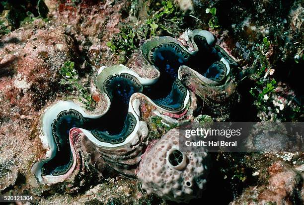 giant clam - giant clam stock pictures, royalty-free photos & images