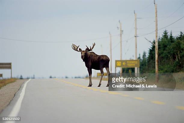 moose standing in highway - alce stockfoto's en -beelden