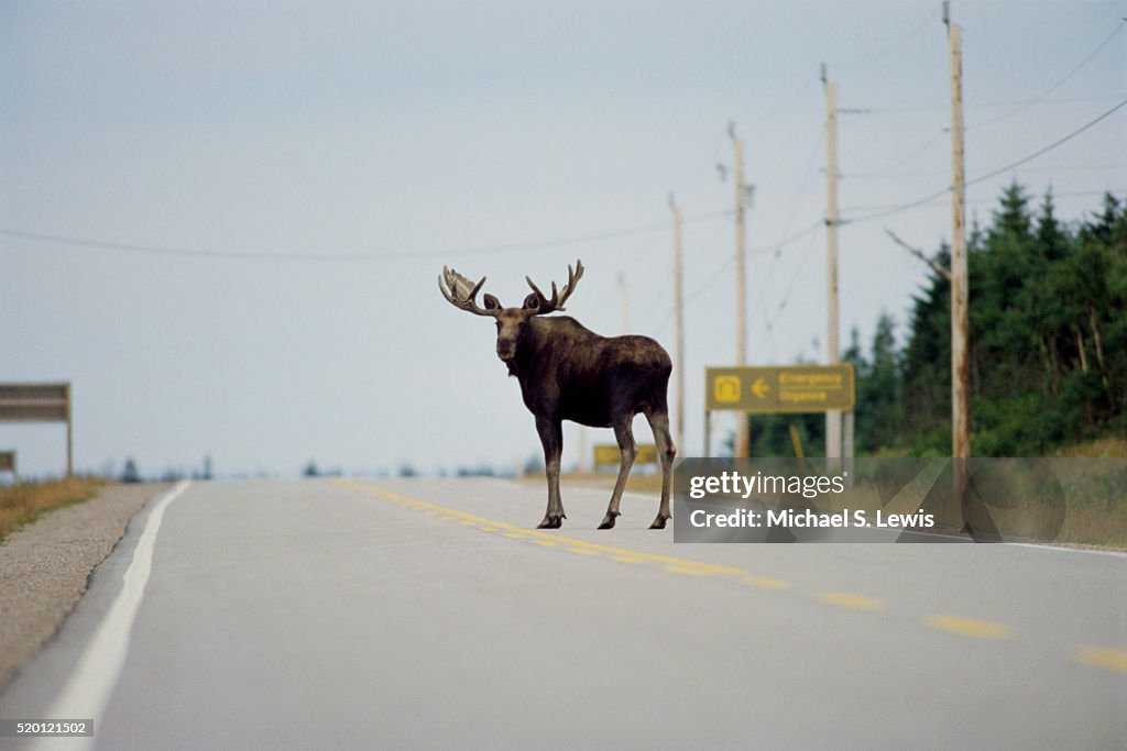 Moose Standing in Highway