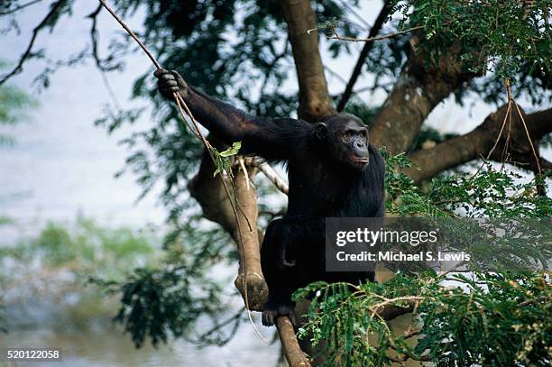 chimpanzee sitting in tree - chimpanzé photos et images de collection